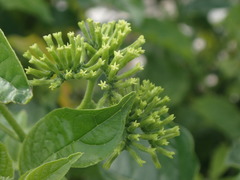 Heliotropium sarmentosum