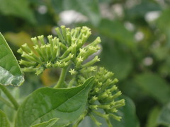 Heliotropium sarmentosum