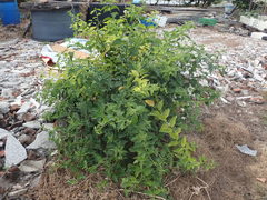 Heliotropium sarmentosum