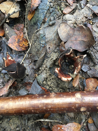 Chorioactis geaster image