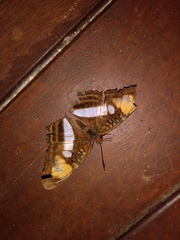 Adelpha paraena