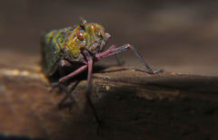 Copidocephala viridiguttata