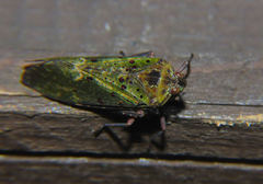 Copidocephala viridiguttata