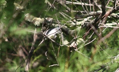 Serpophaga