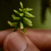 Thelasis pygmaea - Photo Sem direitos reservados, uploaded by S.MORE
