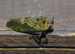 Copidocephala viridiguttata