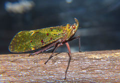 Copidocephala viridiguttata