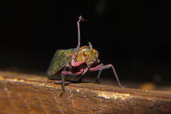 Copidocephala viridiguttata