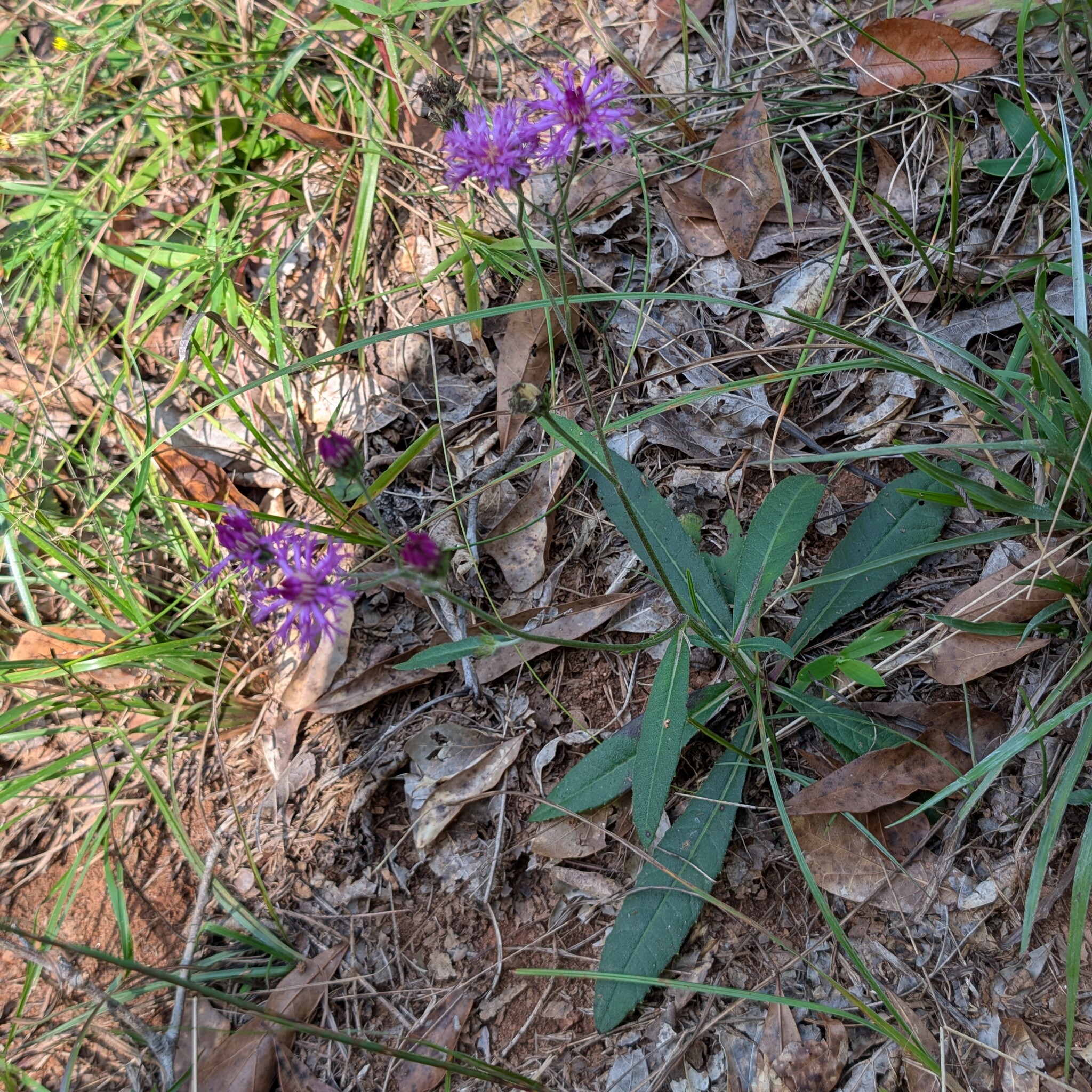 Stemless Ironweed (Vernonia acaulis)