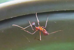 Camponotus ager