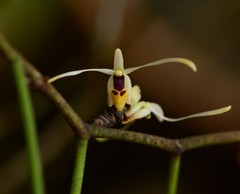 Luisia filiformis