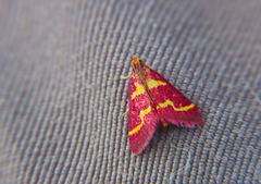 Pyrausta tyralis