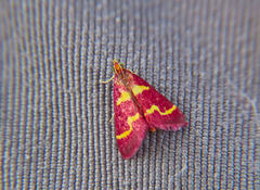 Pyrausta tyralis