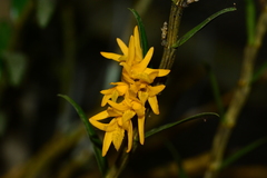 Dendrobium jerdonianum