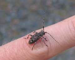 Astyleiopus variegatus
