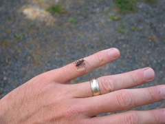 Astyleiopus variegatus