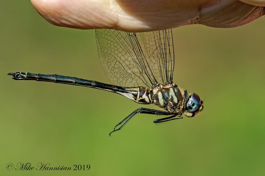 Texas Emerald