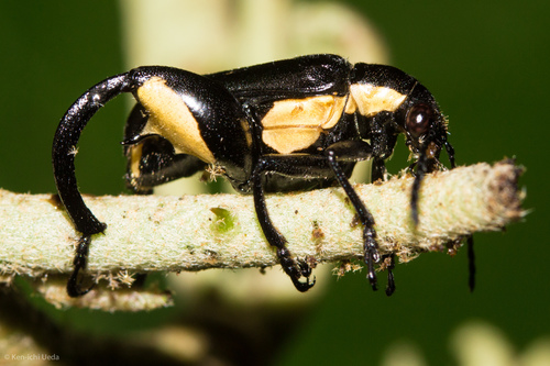 Megalopodidae