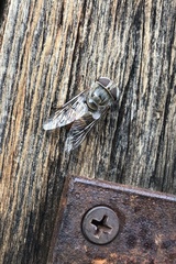 Copestylum isabellina