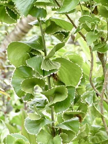 Acalypha observed 2025-06-07