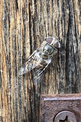 Copestylum isabellina