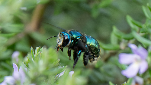 Golden-green Carpenter Bee (Xylocopa aerata) · iNaturalist