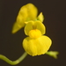 Golden Bladderwort - Photo (c) S.MORE, some rights reserved (CC BY-NC), uploaded by S.MORE