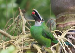 White-Throated Toucanet photo 3