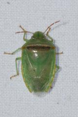Piezodorus guildinii