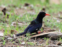 Phoeniculus purpureus angolensis