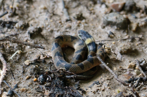 Southwestern Cat-eyed Snake