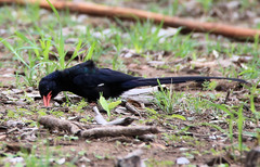 Phoeniculus purpureus angolensis
