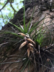 Tillandsia tenuifolia