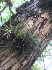 Tillandsia tenuifolia