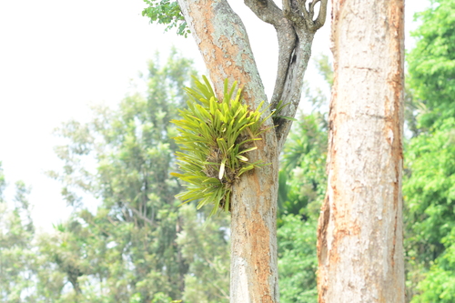 Cymbidium bicolor, photograph 5