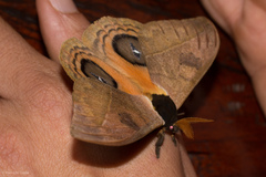 Automeris abdominalis