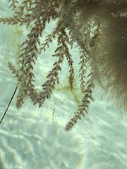 Acanthophora spicifera