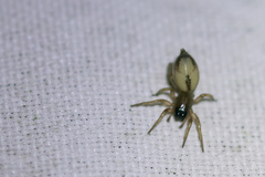 Porrhoclubiona leucaspis