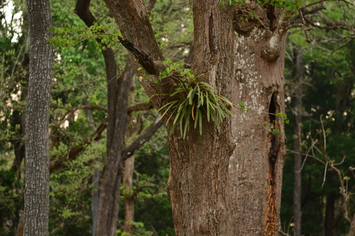 Cymbidium bicolor, photograph 4