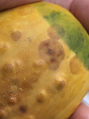 Stagonosporopsis cucurbitacearum