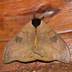 Automeris abdominalis