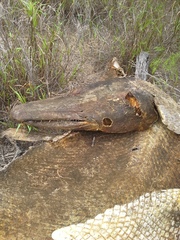 Atractosteus spatula