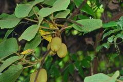 Actinidia setosa