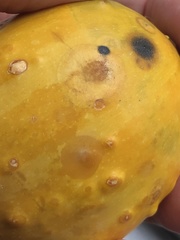 Stagonosporopsis cucurbitacearum