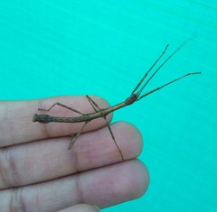 Libethra