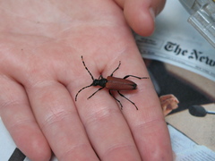 Stictoleptura canadensis