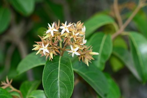 Aganosma cymosa (Aganosma cymosa)