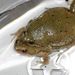 Great Plains Narrowmouth Toad - Photo (c) Clinton & Charles Robertson, some rights reserved (CC BY-SA)