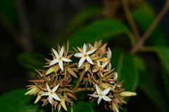 Aganosma cymosa