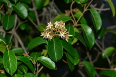 Aganosma cymosa